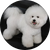 Bichon Frise